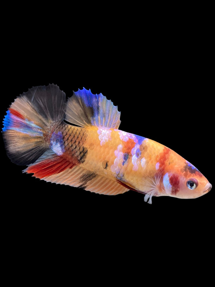 Female Halfmoon Plakat - Galaxy #411 - Live Betta Fish