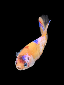 Female Halfmoon Plakat - Galaxy #411 - Live Betta Fish