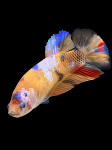 Female Halfmoon Plakat - Galaxy #411 - Live Betta Fish