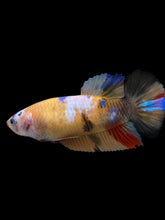 Load image into Gallery viewer, Female Halfmoon Plakat - Galaxy #411 - Live Betta Fish
