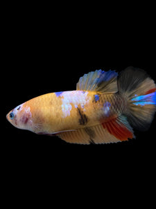 Female Halfmoon Plakat - Galaxy #411 - Live Betta Fish