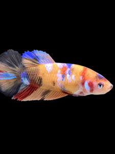 Female Halfmoon Plakat - Galaxy #411 - Live Betta Fish