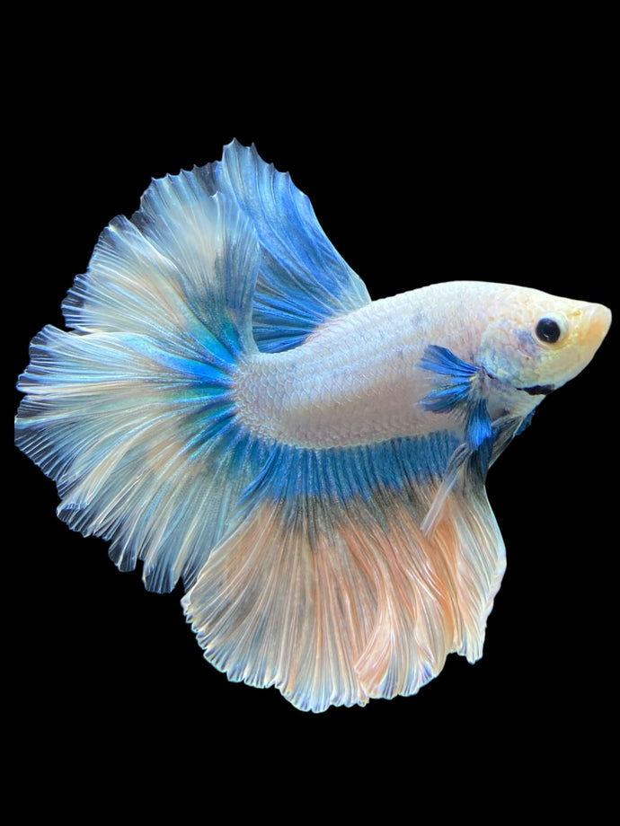 Male Rosetail - Pastel #412 - Live Betta Fish