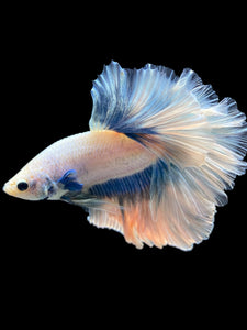 Male Rosetail - Pastel #412 - Live Betta Fish