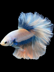 Male Rosetail - Pastel #412 - Live Betta Fish