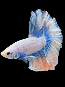 Male Rosetail - Pastel #412 - Live Betta Fish