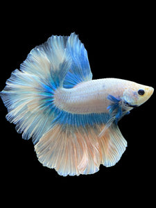 Male Rosetail - Pastel #412 - Live Betta Fish