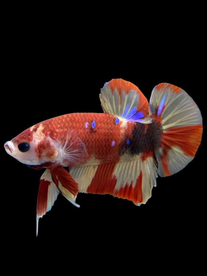 Male Halfmoon Plakat - Nemo Galaxy #413 - Live Betta Fish