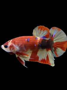 Male Halfmoon Plakat - Nemo Galaxy #413 - Live Betta Fish