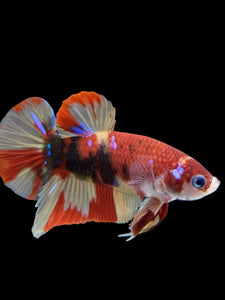 Male Halfmoon Plakat - Nemo Galaxy #413 - Live Betta Fish