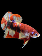 Load image into Gallery viewer, Male Halfmoon Plakat - Nemo Galaxy #413 - Live Betta Fish
