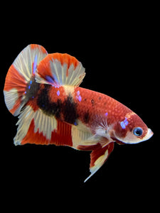 Male Halfmoon Plakat - Nemo Galaxy #413 - Live Betta Fish