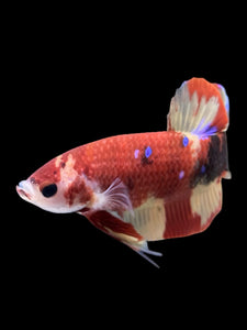 Male Halfmoon Plakat - Nemo Galaxy #413 - Live Betta Fish