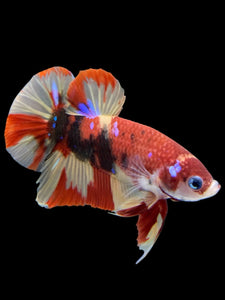 Male Halfmoon Plakat - Nemo Galaxy #413 - Live Betta Fish