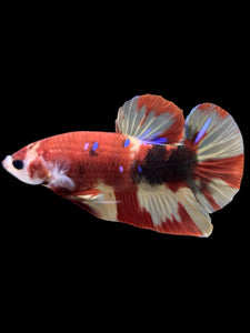 Male Halfmoon Plakat - Nemo Galaxy #413 - Live Betta Fish