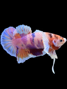 Male Halfmoon Plakat - Purple Candy Dumbo #414 - Live Betta Fish