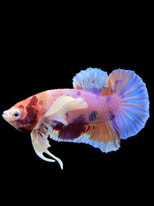 Male Halfmoon Plakat - Purple Candy Dumbo #414 - Live Betta Fish