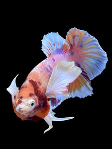 Male Halfmoon Plakat - Purple Candy Dumbo #414 - Live Betta Fish