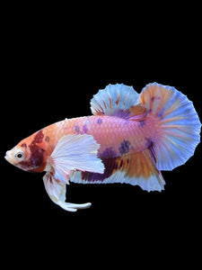 Male Halfmoon Plakat - Purple Candy Dumbo #414 - Live Betta Fish