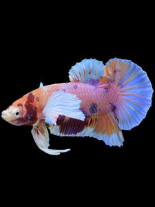 Male Halfmoon Plakat - Purple Candy Dumbo #414 - Live Betta Fish