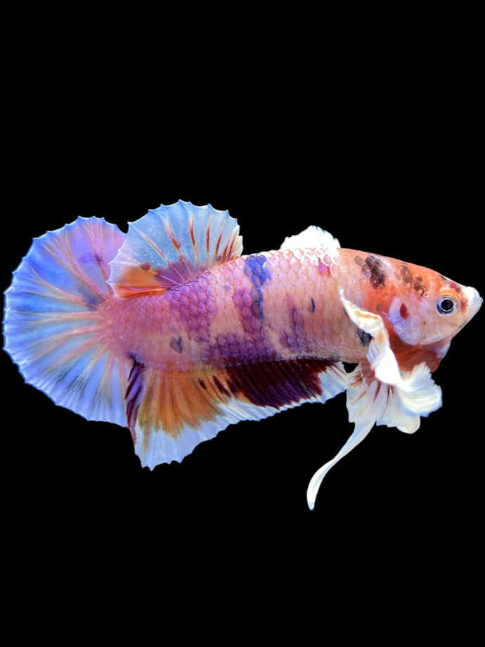 Male Halfmoon Plakat - Purple Candy Dumbo #414 - Live Betta Fish