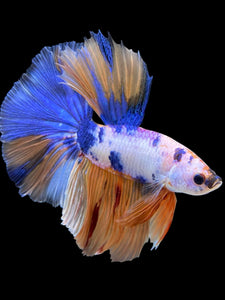 Male Halfmoon - Candy #415 - Live Betta Fish