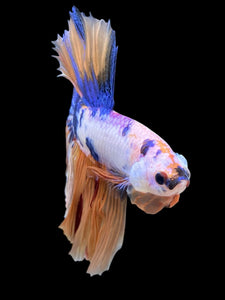 Male Halfmoon - Candy #415 - Live Betta Fish