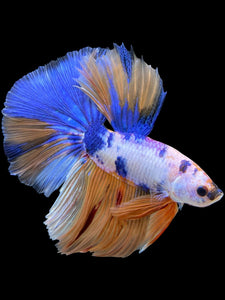 Male Halfmoon - Candy #415 - Live Betta Fish