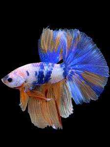 Male Halfmoon - Candy #415 - Live Betta Fish