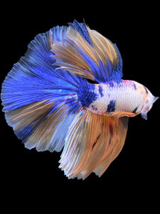 Male Halfmoon - Candy #415 - Live Betta Fish