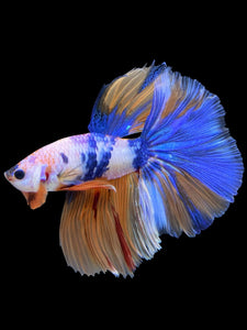 Male Halfmoon - Candy #415 - Live Betta Fish