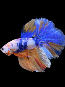 Male Halfmoon - Candy #415 - Live Betta Fish