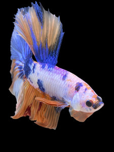 Male Halfmoon - Candy #415 - Live Betta Fish