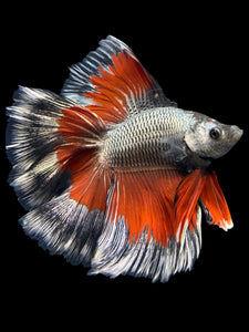 Male Fullmoon - Fancy Copper #416 - Live Betta Fish