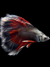 Load image into Gallery viewer, Male Fullmoon - Fancy Copper #416 - Live Betta Fish
