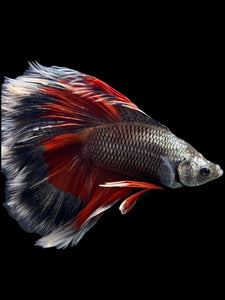 Male Fullmoon - Fancy Copper #416 - Live Betta Fish