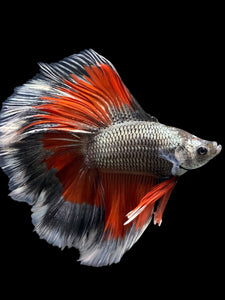 Male Fullmoon - Fancy Copper #416 - Live Betta Fish