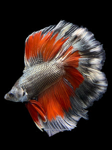 Male Fullmoon - Fancy Copper #416 - Live Betta Fish