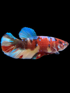 Female Halfmoon Plakat - Multicolor #417 - Live Betta Fish