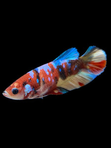 Female Halfmoon Plakat - Multicolor #417 - Live Betta Fish