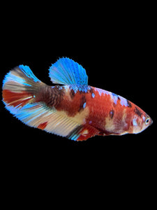 Female Halfmoon Plakat - Multicolor #417 - Live Betta Fish