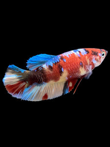 Female Halfmoon Plakat - Multicolor #417 - Live Betta Fish