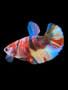 Female Halfmoon Plakat - Multicolor #417 - Live Betta Fish