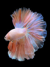 Load image into Gallery viewer, Male Rosetail - Orange Pastel #418 - Live Betta Fish
