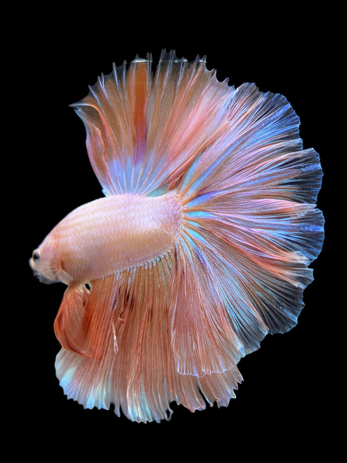 Male Rosetail - Orange Pastel #418 - Live Betta Fish