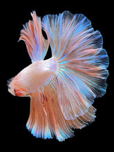 Load image into Gallery viewer, Male Rosetail - Orange Pastel #418 - Live Betta Fish
