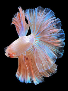 Male Rosetail - Orange Pastel #418 - Live Betta Fish