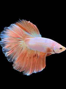 Male Rosetail - Orange Pastel #418 - Live Betta Fish