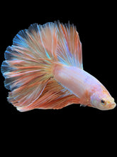 Load image into Gallery viewer, Male Rosetail - Orange Pastel #418 - Live Betta Fish
