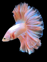 Load image into Gallery viewer, Male Rosetail - Orange Pastel #418 - Live Betta Fish
